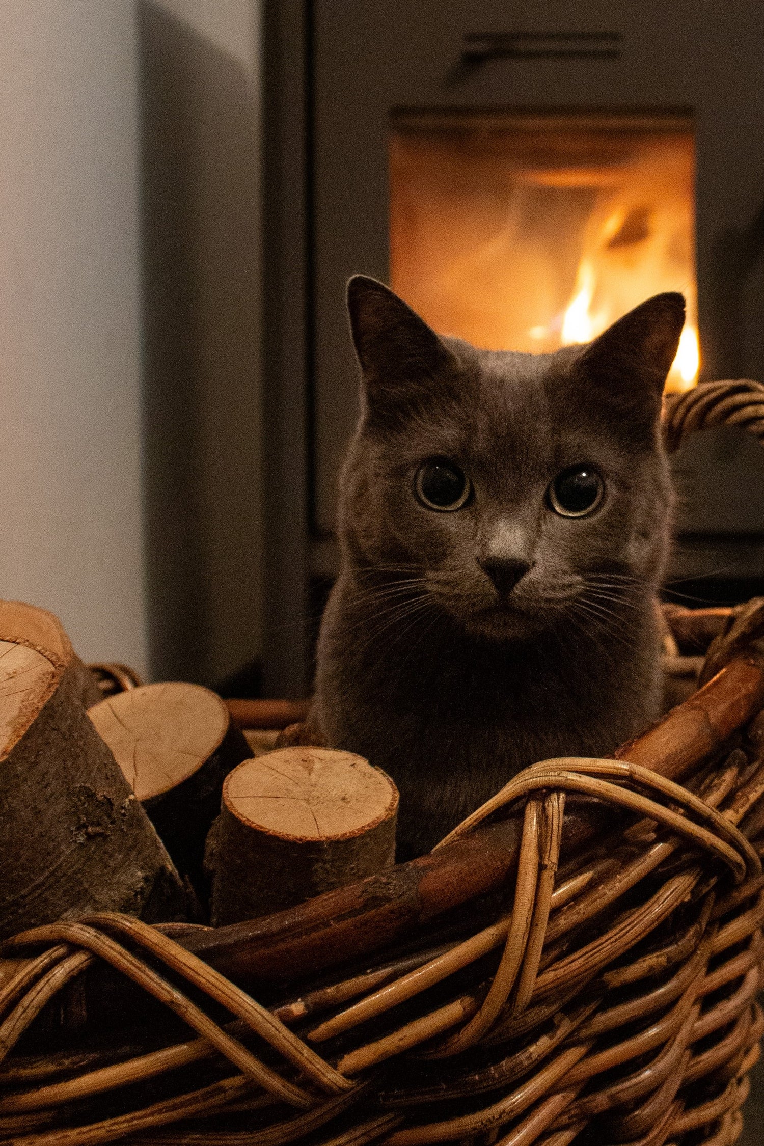 Graue Katze in einem Korb mit Brennholz. Hinter ihr brennt ein Feuer im Ofen.