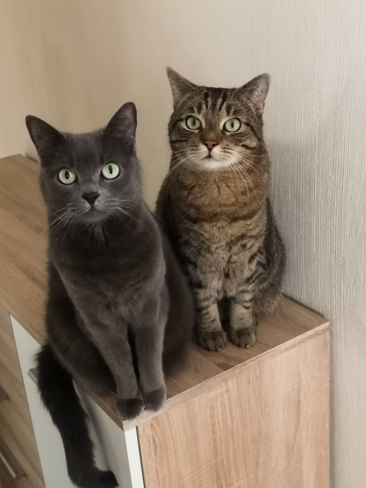 Eine graue Katze und ein bräunlich getigerter Kater sitzen nebeneinander auf einer Kommode und sehen in die Kamera